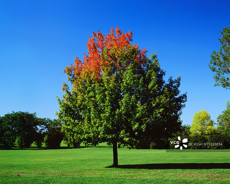 阳光明媚的日子里，树木正面展示五彩斑斓的叶子图片素材