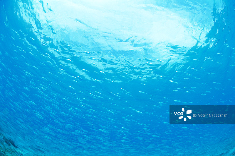 在日本冲绳的一群小银鱼图片素材
