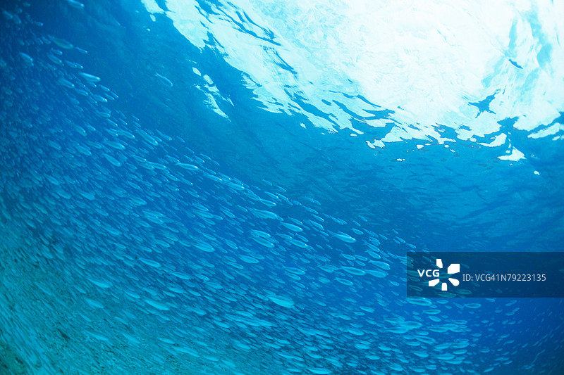 一群在日本冲绳的细鳞鱼图片素材