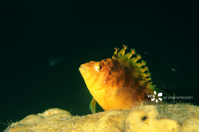 日本静冈的黄色鹰鱼特写图片素材