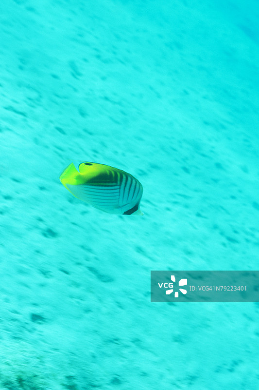 侧面视角的线鳃蝴蝶鱼，冲绳，日本图片素材