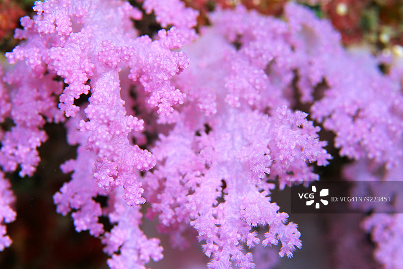 马尔代夫的珊瑚特写图片素材