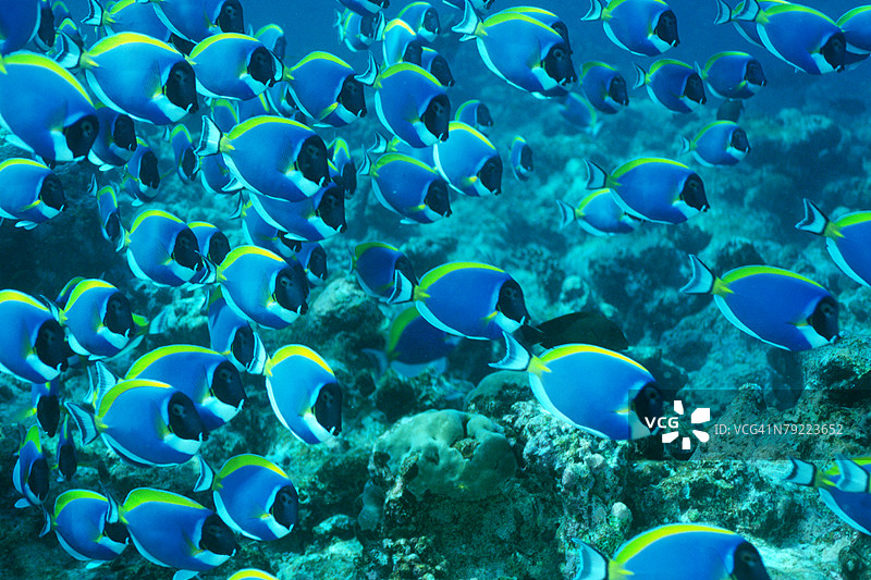一大群粉蓝色外科鱼在马尔代夫水下游泳图片素材