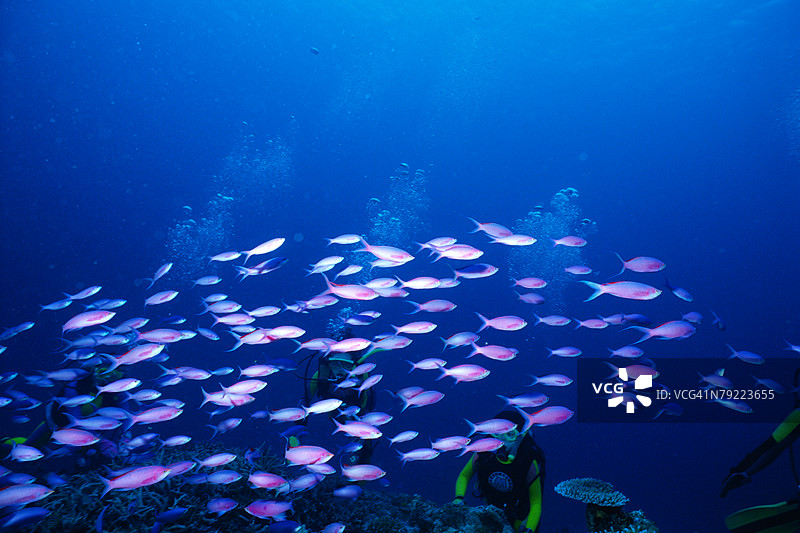 菲律宾水下的大量紫后鱼群图片素材