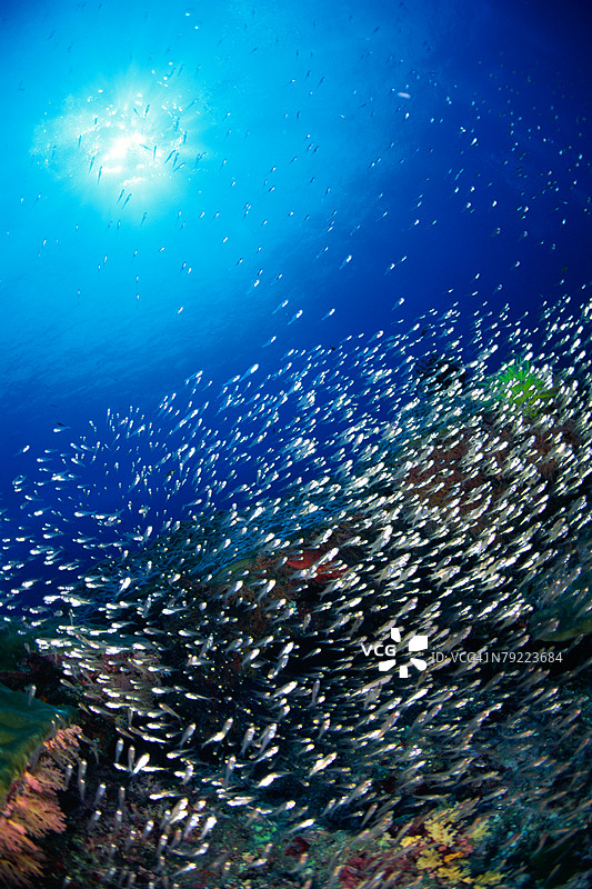 一大群箭头红雀鱼在水下游泳，冲绳，日本图片素材
