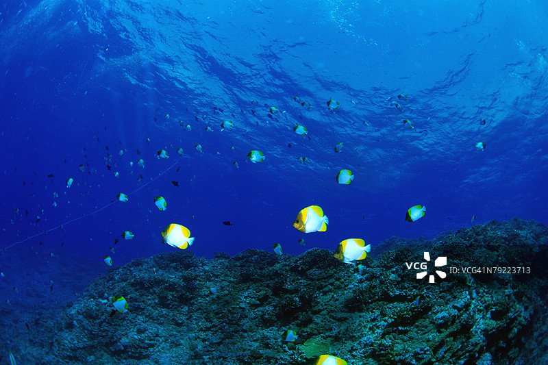 一大群金字塔蝴蝶鱼在水下游泳，冲绳，日本图片素材