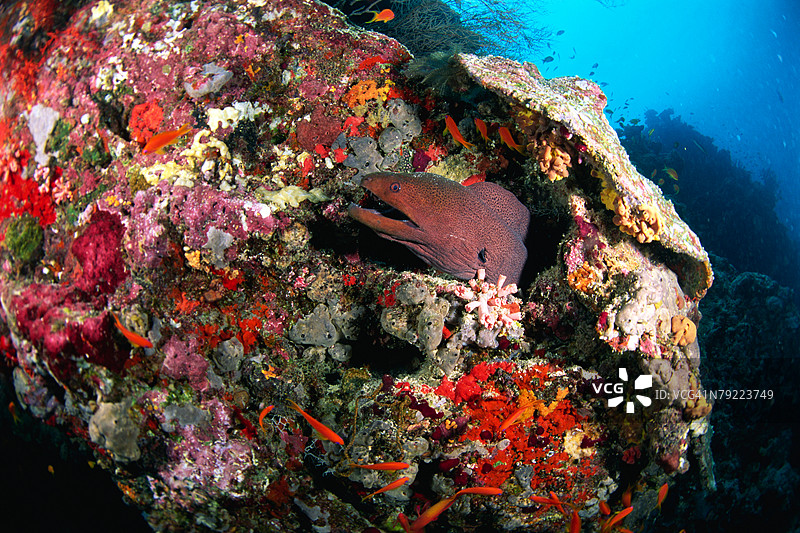 一条海鳗从岩石中探出头来，马尔代夫图片素材