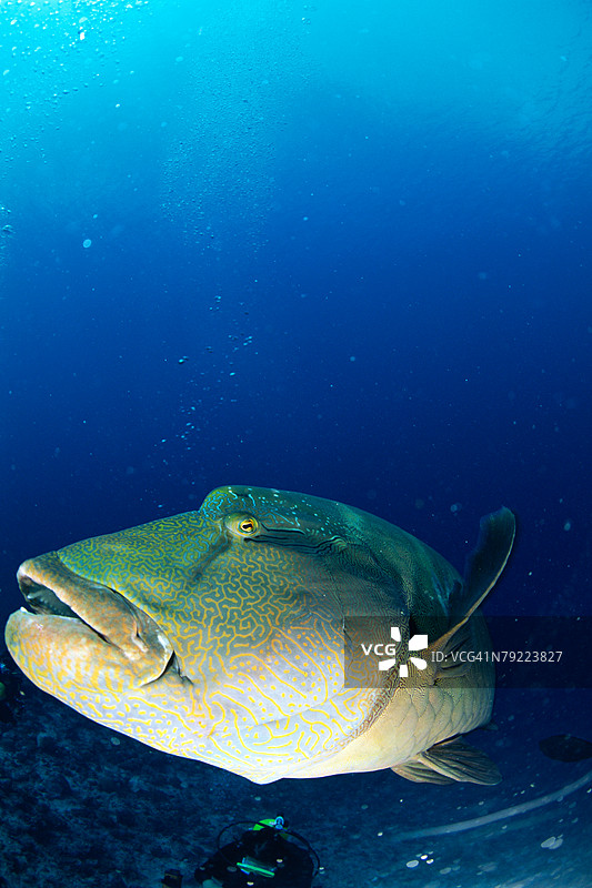 马尔代夫水下游泳的拿破仑鱼侧面视图图片素材