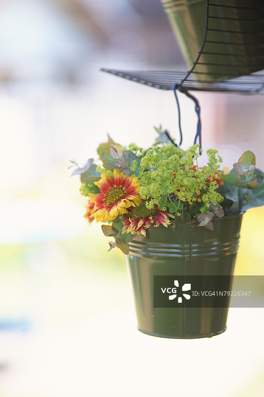 悬挂的盆栽花卉图片素材
