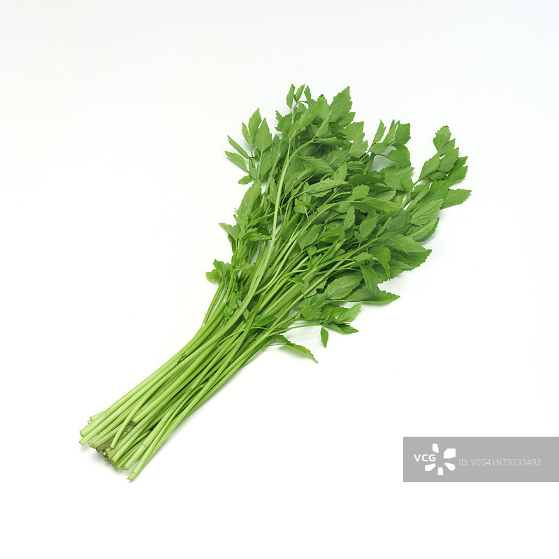 日本香菜图片素材