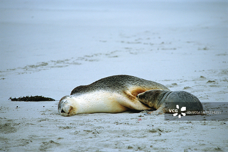 一只小海狮正在喝母亲的奶。图片素材