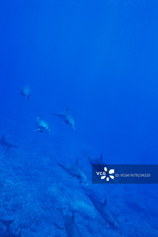 一大群海豚在水下游泳图片素材