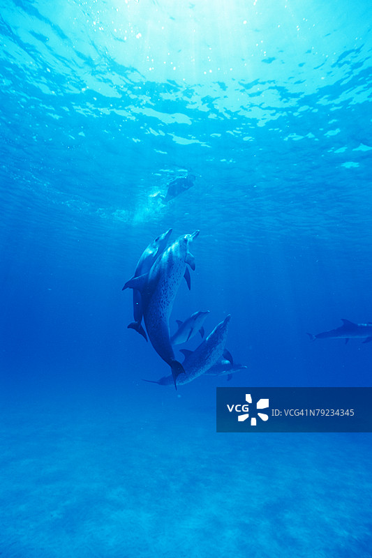 小群海豚在水下游泳图片素材