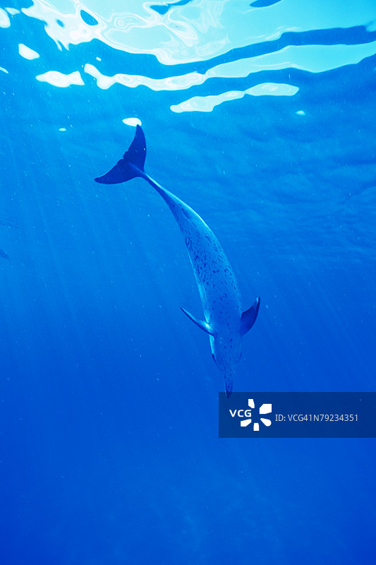 海豚在水下游泳的壮观景象图片素材