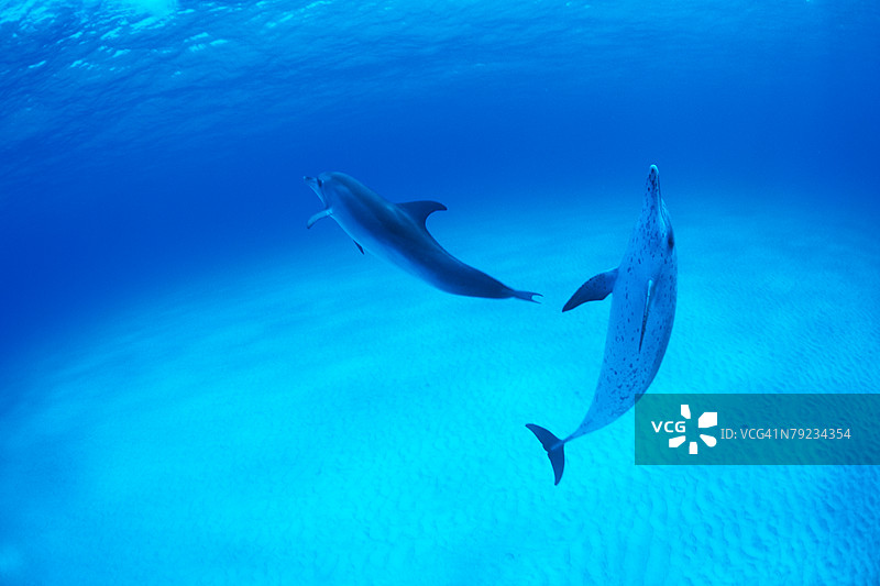 壮观的海豚在水下游泳的景象图片素材