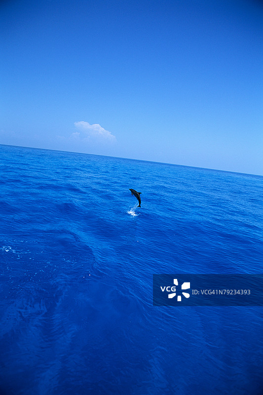 一只海豚跃出海面图片素材