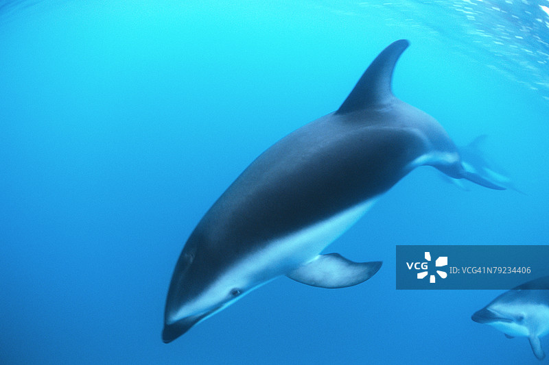 壮观的海豚在水下游泳的景象图片素材