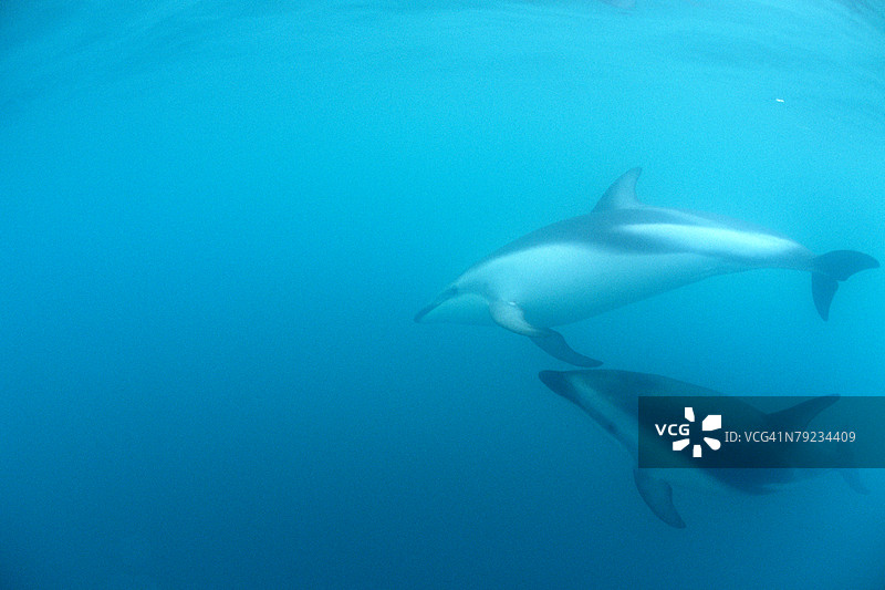 海豚在水下游泳的壮观景象图片素材