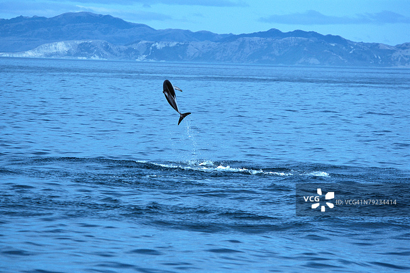 海豚跃出海面，展现壮观的景象图片素材