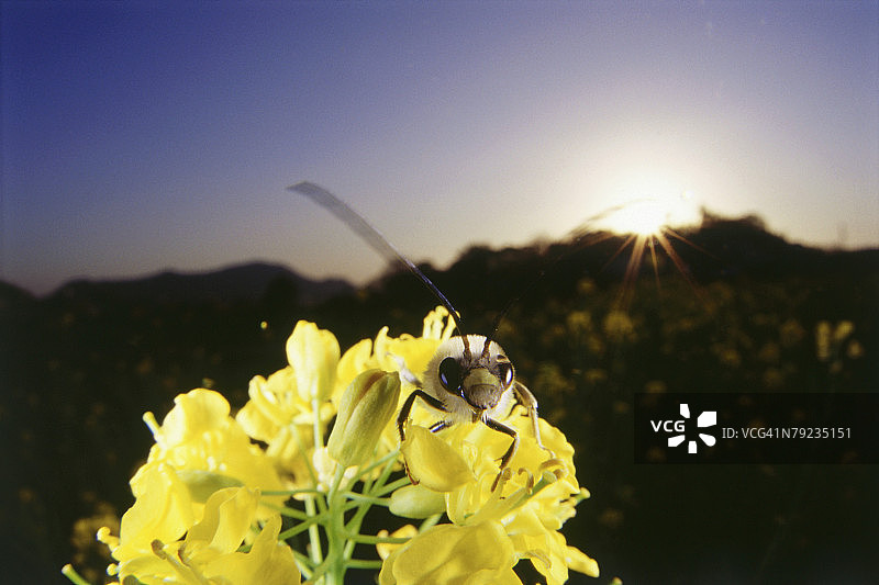 黄花植物上的飞舞黄蜂特写图片素材