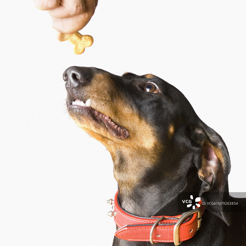 一只杜宾犬特写，注视着一个人手中拿着的狗饼干图片素材