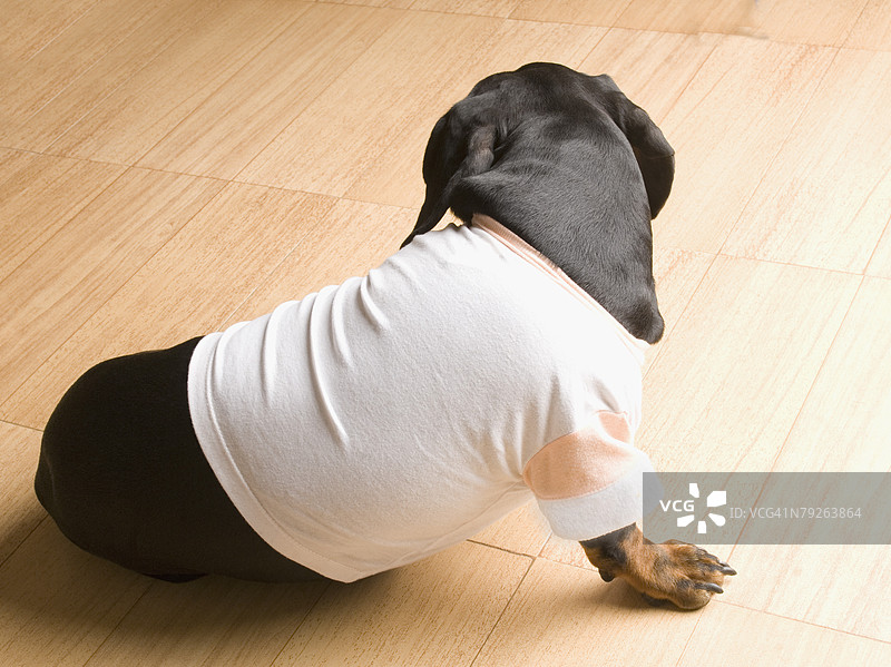 一只杜宾犬坐在硬木地板上，穿着一件T恤的特写镜头图片素材