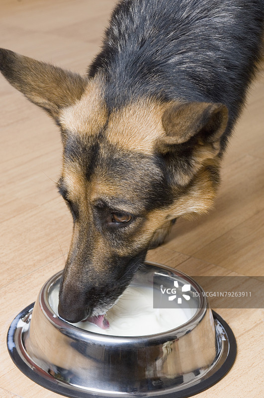 德国牧羊犬用碗喝牛奶的特写图片素材
