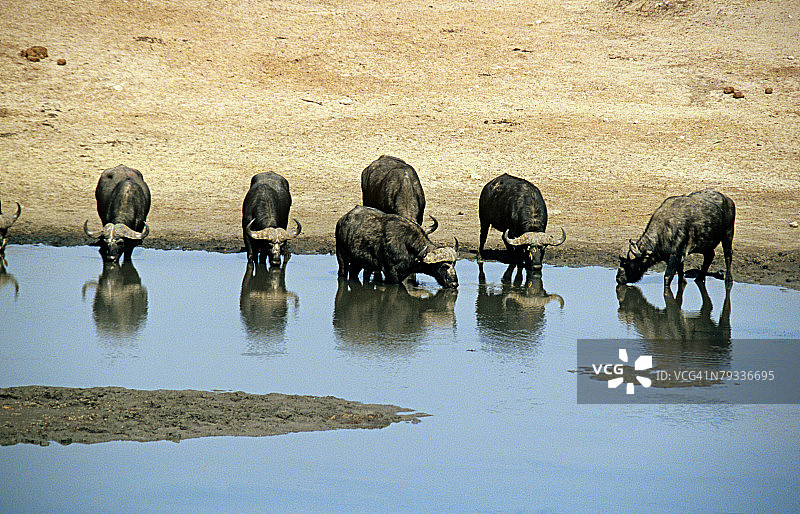 水坑边的布法罗图片素材