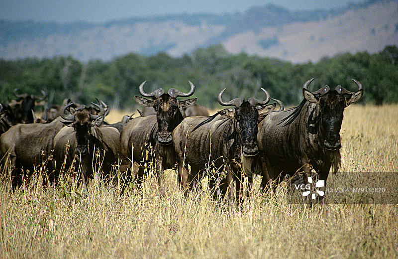 马赛马拉的角马图片素材
