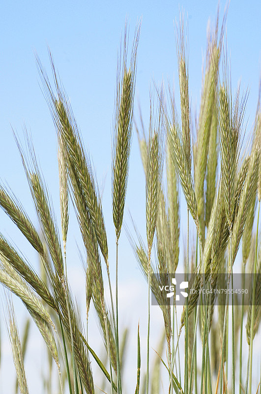 黑麦田特写图片素材