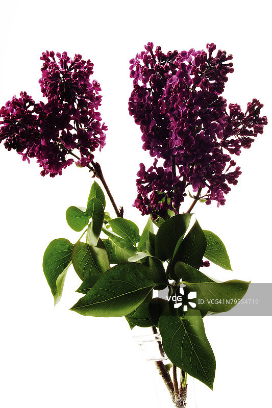 丁香花（Syringa vulgaris）图片素材