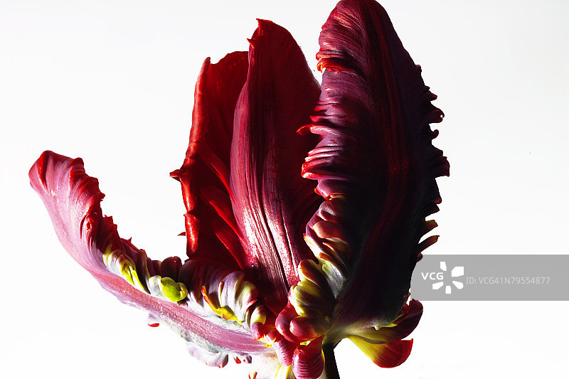 鹦鹉郁金香特写图片素材