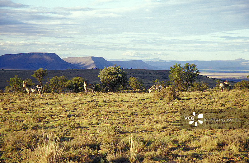 南非东开普省大卡鲁山斑马国家公园图片素材