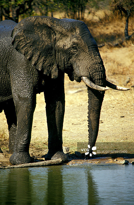 南非克鲁格国家公园水塘边的大象图片素材