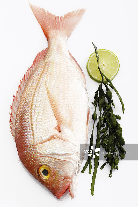 新鲜鲷鱼与海藻俯视图图片素材