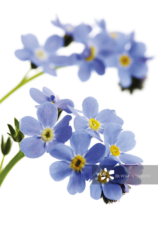 森林勿忘我图片素材