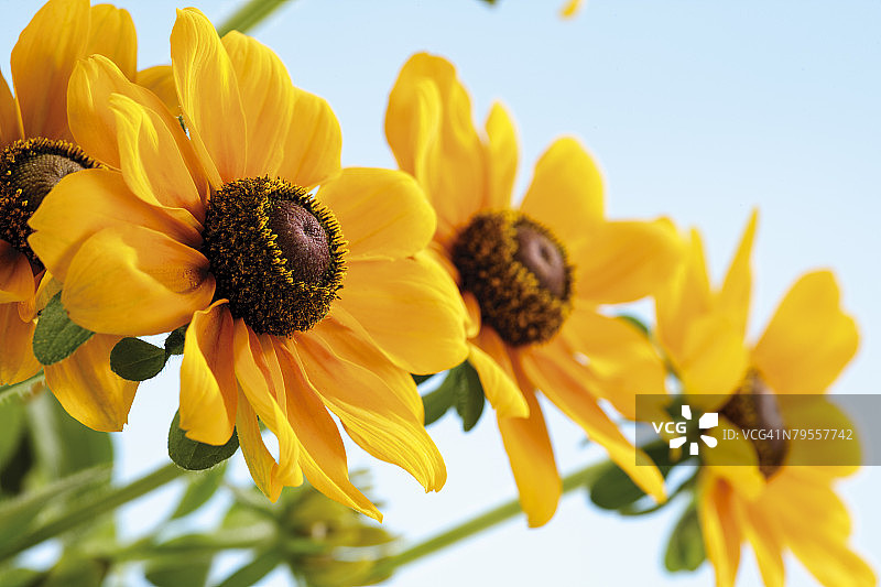 紫锥花，金光菊特写图片素材
