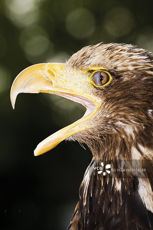 德国黑伦塔尔白头海雕特写图片素材