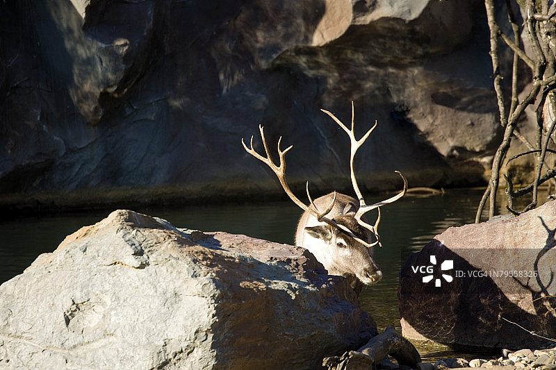 德国盖尔森基兴：Zoom Erlebniswelt动物园的驯鹿图片素材