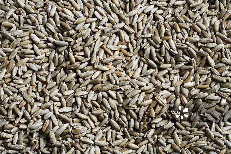 特写黑麦图片素材