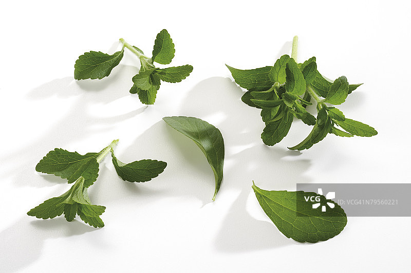 甜叶菊特写图片素材