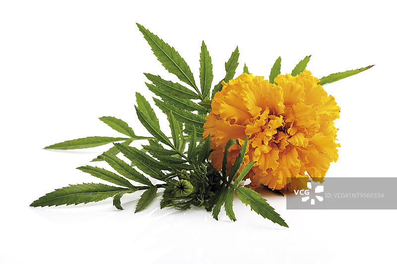 万寿菊特写图片素材