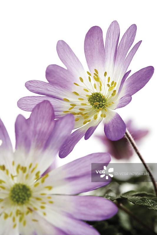 希腊银莲花特写图片素材