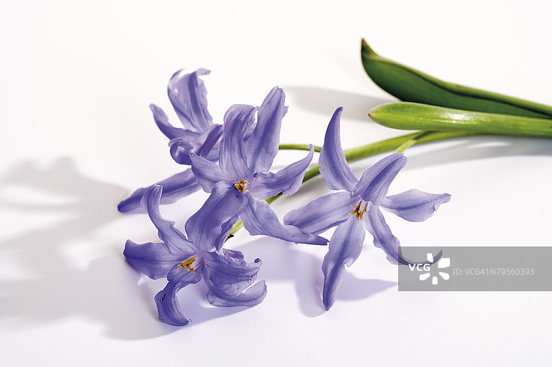 雪景特写图片素材