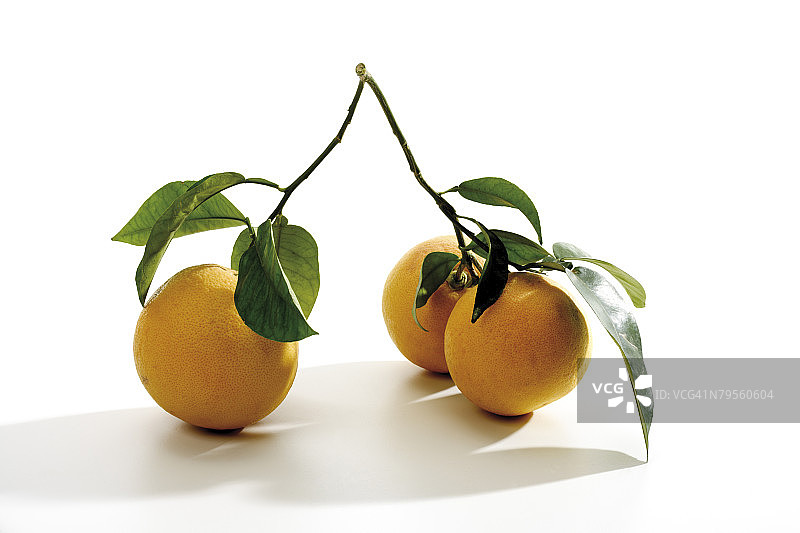 柚子树枝特写图片素材