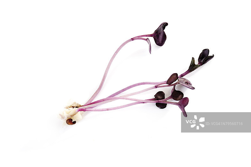 樱花水芹特写图片素材