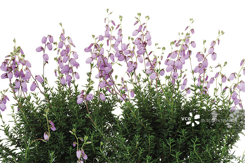 四裂叶欧石楠特写图片素材