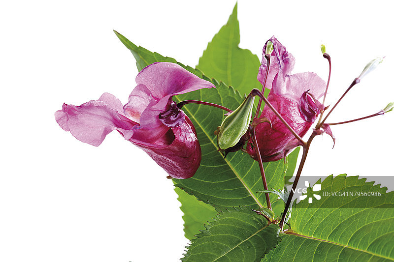 喜马拉雅凤仙花特写图片素材