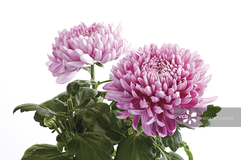 菊花（Chrysanthemum indicum）特写图片素材