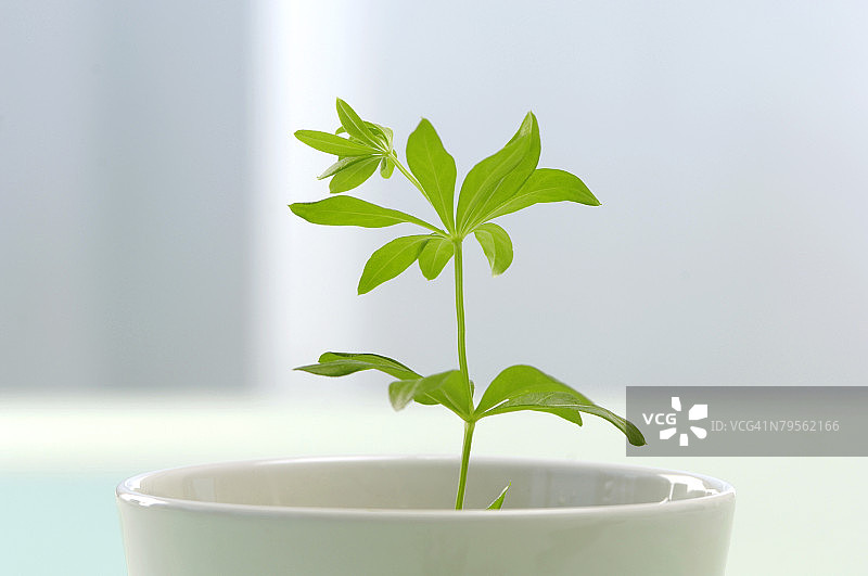 杯中的草木樨，特写图片素材